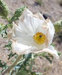 Argemone pleiacantha