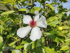 Dillenia philippinensis