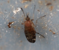 Sylvicola alternatus