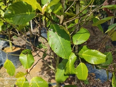 Dillenia philippinensis