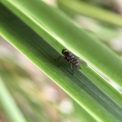 Pygophora apicalis