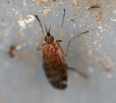 Sylvicola alternatus