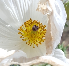 Argemone pleiacantha