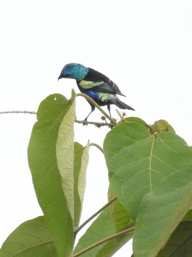 Blue-necked Tanager (Stilpnia cyanicollis), photo 10