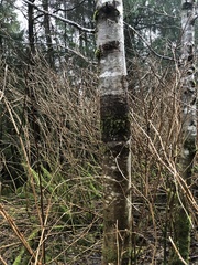 Didymosphaeria oregonensis