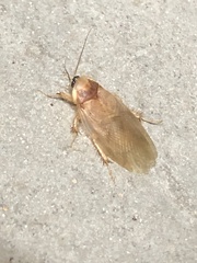 Eremoblatta subdiaphana