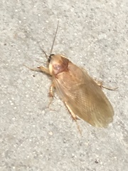 Eremoblatta subdiaphana