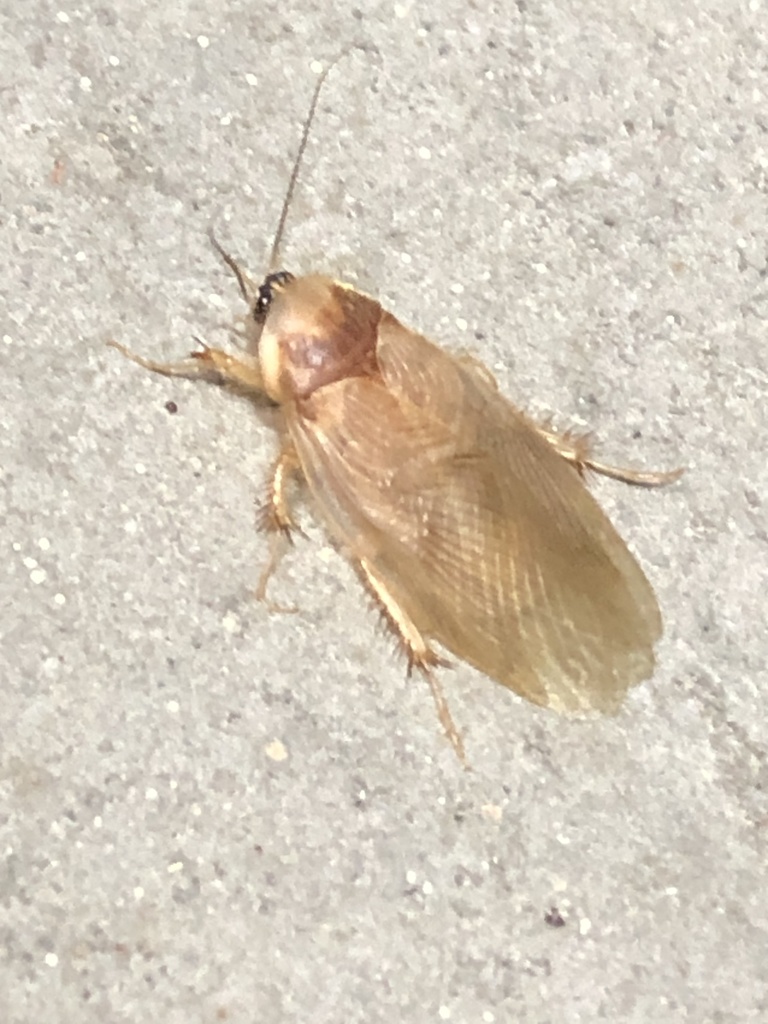 hairy desert cockroach