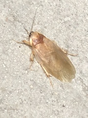 Eremoblatta subdiaphana