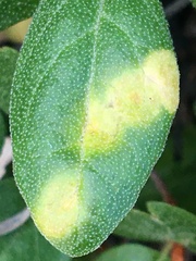 Puccinia caricis-shepherdiae