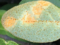 Puccinia caricis-shepherdiae