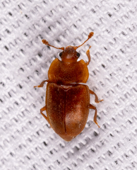Epuraea rufa