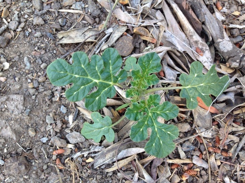 Solanum rostratum iNat (3)