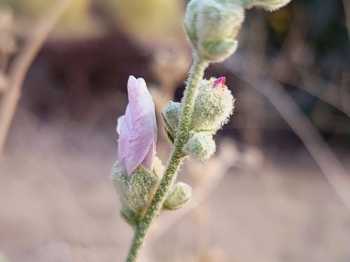 Image of Malacothamnus orbiculatus by (c) Daniel S., some rights reserved (CC BY)