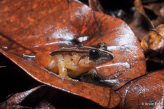 Limnonectes palavanensis