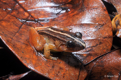 Limnonectes palavanensis
