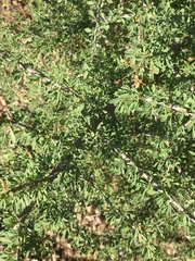 Condalia globosa