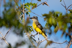 Tyrannus melancholicus