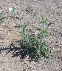 Argemone pleiacantha