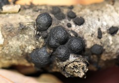 Jackrogersella cohaerens