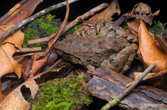 Limnonectes leporinus