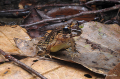 Limnonectes leporinus