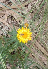 Simosyrphus grandicornis