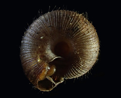Neophenacohelix ziczac