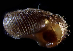Neophenacohelix ziczac