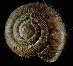 Neophenacohelix ziczac