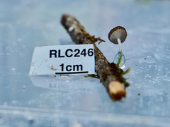 Resinomycena