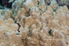 Porites lobata