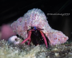 Calcinus haigae