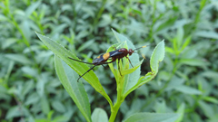 Compsocryptus melanostigma