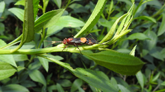 Compsocryptus melanostigma