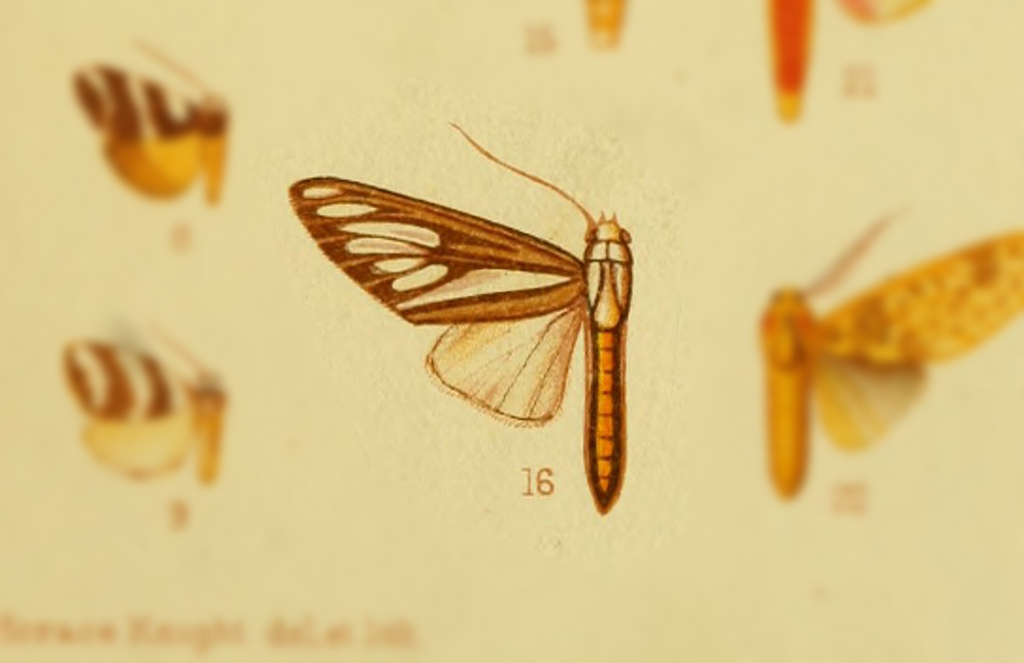 Robinsonia longimacula