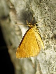 Macaria brunneata