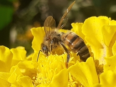 Apis mellifera