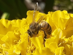 Apis mellifera
