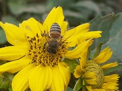 Apis mellifera