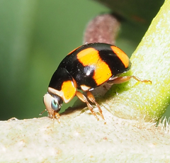 Brachiacantha barberi