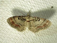 Eupithecia mutata
