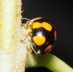 Brachiacantha barberi