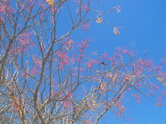 Fouquieria macdougalii
