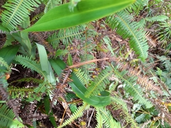 Graeffea seychellensis