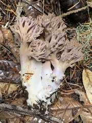 Ramaria violaceibrunnea