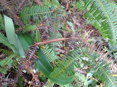 Graeffea seychellensis