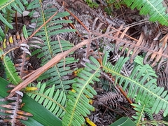 Graeffea seychellensis
