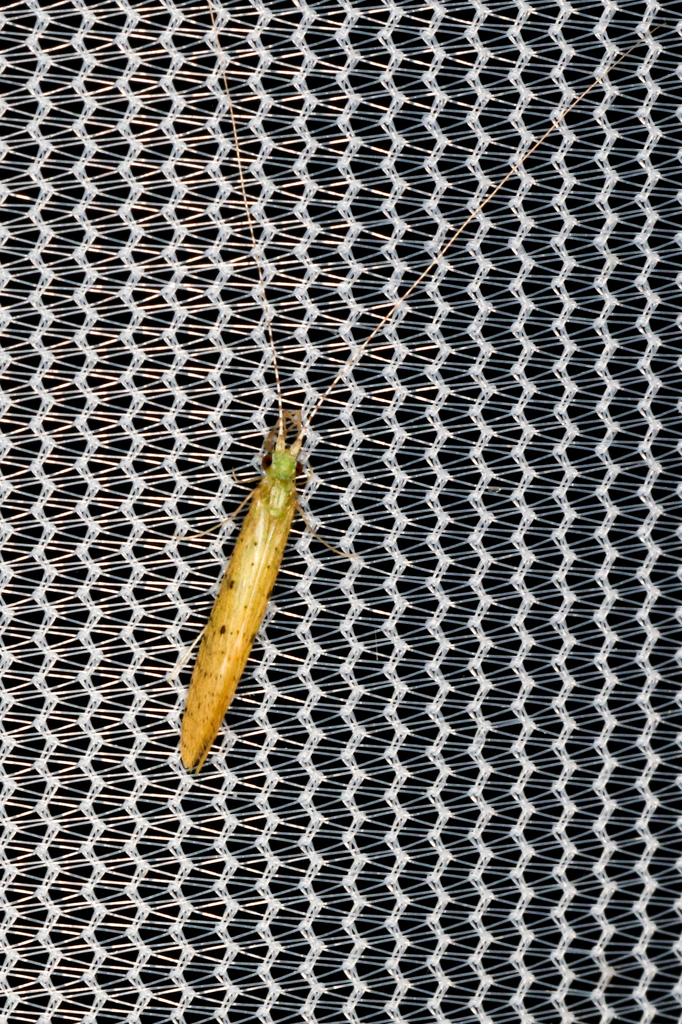 Nectopsyche pavida