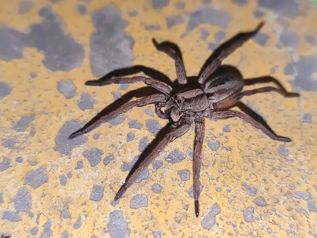 Lycosa grahami